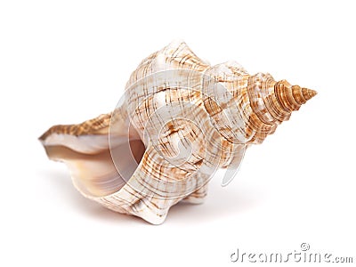 Pleuroploca trapezium, trapezium horse conch Stock Photo