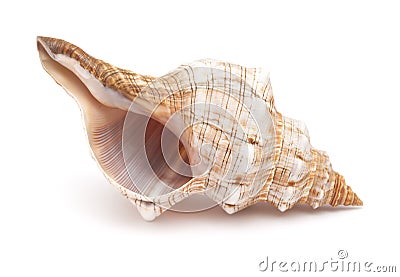 Pleuroploca trapezium,, trapezium horse conch Stock Photo