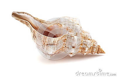 Pleuroploca trapezium, trapezium horse conch Stock Photo