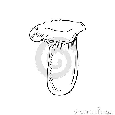 Pleurotus eryngii, king trumpet mushroom, French horn mushroom, eryngi, king oyster mushroom, king brown mushroom Vector Illustration