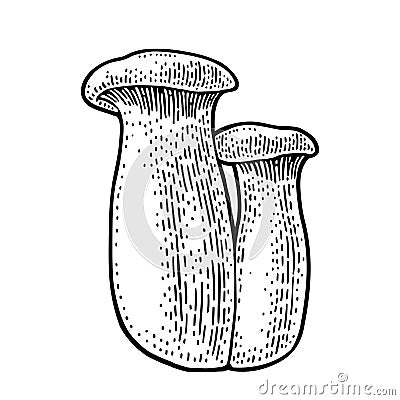 Pleurotus eryngii mushroom also known as eryngi. Vintage monochrome vector engraving Vector Illustration