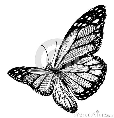 A Plexippus Butterfly, vintage illustration Vector Illustration