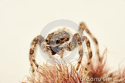 Brown Jumping spider macro photo Plexippus petersi Stock Photo