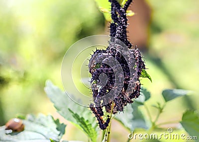 Plexus of real black caterpillars Stock Photo