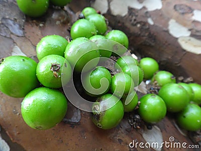 Jabuticaba, the green and spherical immature fruit that grows directly on the trunk. Stock Photo