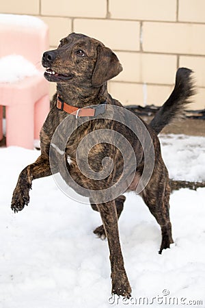 Plott hound in snow Stock Photo