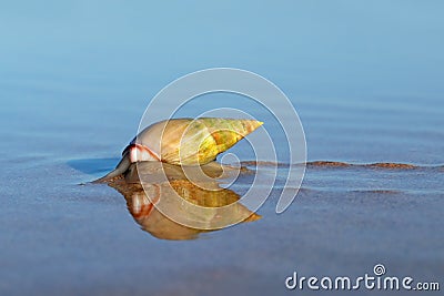 Plough snail on the beach Stock Photo