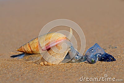 Plough snail predating on a blue bottle Stock Photo