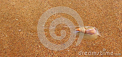 Plough snail on shore Stock Photo