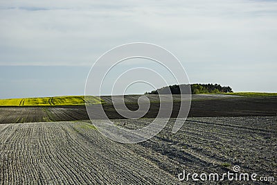 Ploughed field, rapeseed and coppice Stock Photo