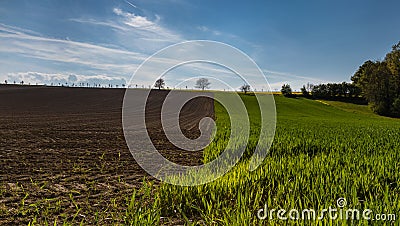 Ploughland. Wheat Field. Hills. Nature. Blue Sky Stock Photo