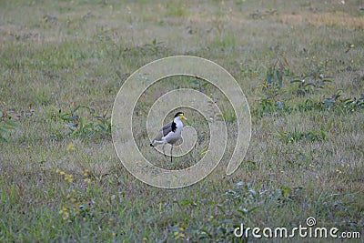 Australian Wildlife Series - Masked Lapwing - Vanellus miles Stock Photo