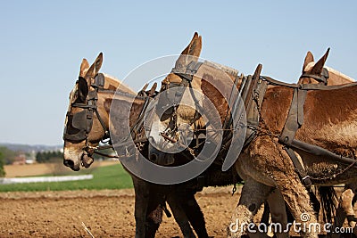 Plow Horses Working Hard Stock Photo