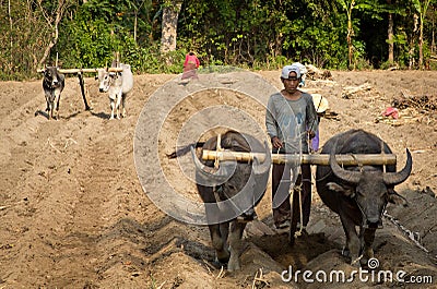 A plow pulled by buffalo in Burma (Myanmar) Editorial Stock Photo