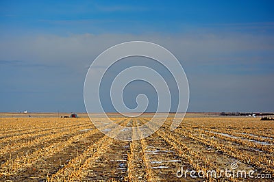 Plowed Farm Corn Field in Winter Stock Photo