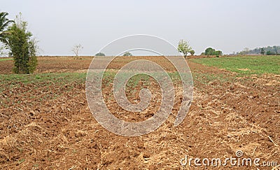 Plowed farm field in summer season Stock Photo