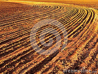 Plowed Field Stock Photo