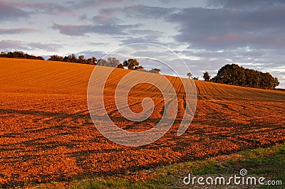Plowed field in the evening light Stock Photo