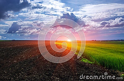 Plowed field and half field wheat at sunset Stock Photo