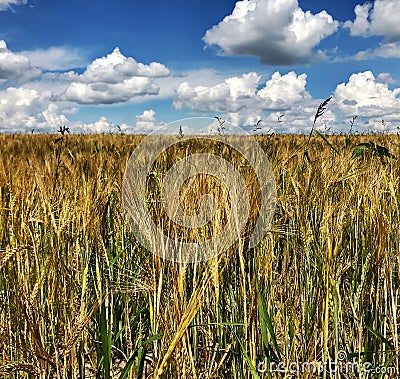 Plowed field for spikelet wheat in brown soil on open countryside nature Stock Photo