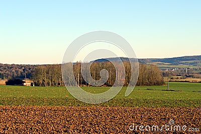 Plowed field and young thumb with a grove Stock Photo