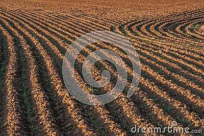 Plowed fields with furrow patterns Stock Photo