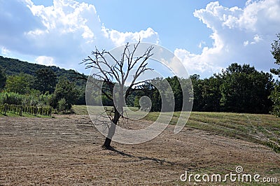 Plowed fields with trees Stock Photo