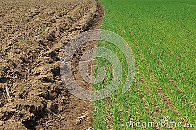 Plowed land and cereal field Stock Photo