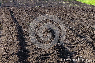 Plowed, planted and hilling rows black-earth field. Ground texture. Stock Photo