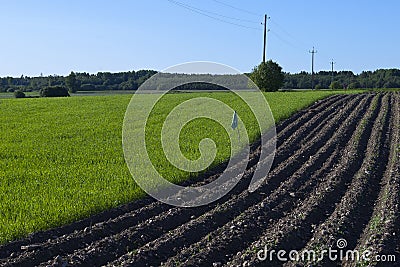 Plowed potato field and green grass Stock Photo