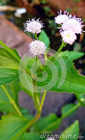 plower Gardenia leaf blossom Stock Photo