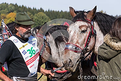 Plowing horses on field on ploughing championship Editorial Stock Photo