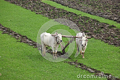 Plowing rice field Stock Photo