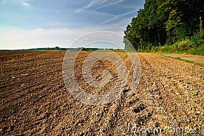 Plown field along a forest under a blue sky Stock Photo