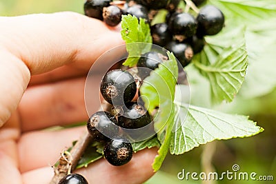 Pluck Blackcurrant fruit on the bush. Harvest of ripe fluffy blackcurrant. Black fruits on a green background. Stock Photo