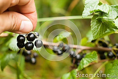 Pluck Blackcurrant fruit on the bush. Harvest of ripe fluffy blackcurrant. Black fruits on a green background. Stock Photo