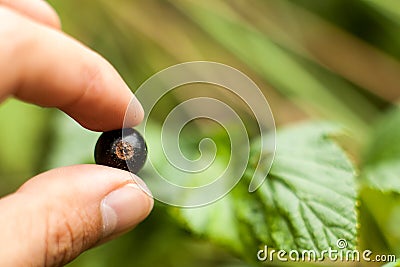 Pluck Blackcurrant fruit on the bush. Harvest of ripe fluffy blackcurrant. Black fruits on a green background. Stock Photo