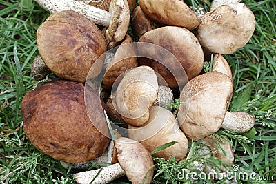 Plucked mushrooms Stock Photo