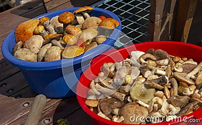 plucked mushrooms lie in the basin in the water. the harvest of mushrooms is washed in the pelvis Stock Photo