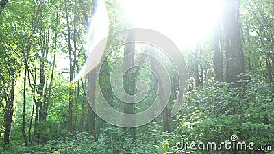 Pluie avec la lumière lumineuse intensive du soleil Appareil-photo mobile dans la forêt ou le parc verte sauvage avec la fusée de clips vidéos Pluie avec la lumière lumineuse intensive du soleil Appareil-photo mobile dans la forêt ou le parc verte sauvage avec la fusée de clips vidéos