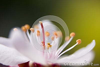 Plum blossom Stock Photo