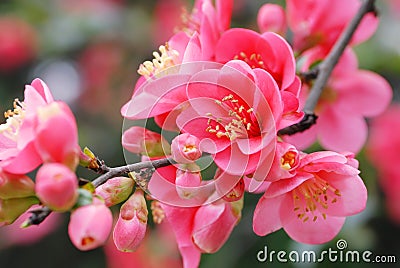 Plum blossom Stock Photo