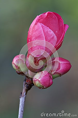 Plum in blossom Stock Photo