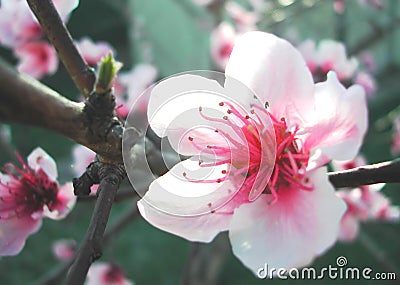 Plum Blossom Stock Photo