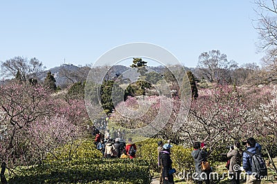 The plum blossom in full bloom in Plum Blossom Hill Editorial Stock Photo