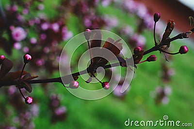 Plum blossom Stock Photo