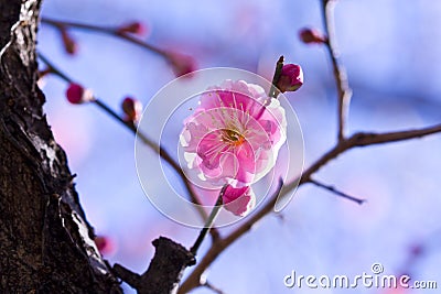Plum blossom pink flower Stock Photo
