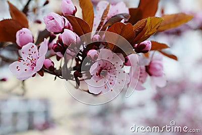 Plum blossom Stock Photo