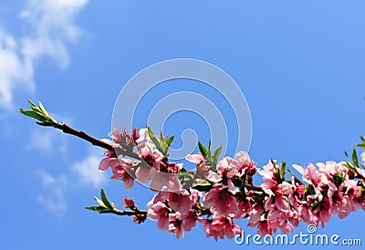 Plum blossom in springtime Stock Photo