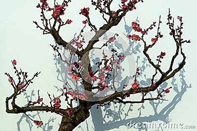 Plum is blossoming -3 Stock Photo